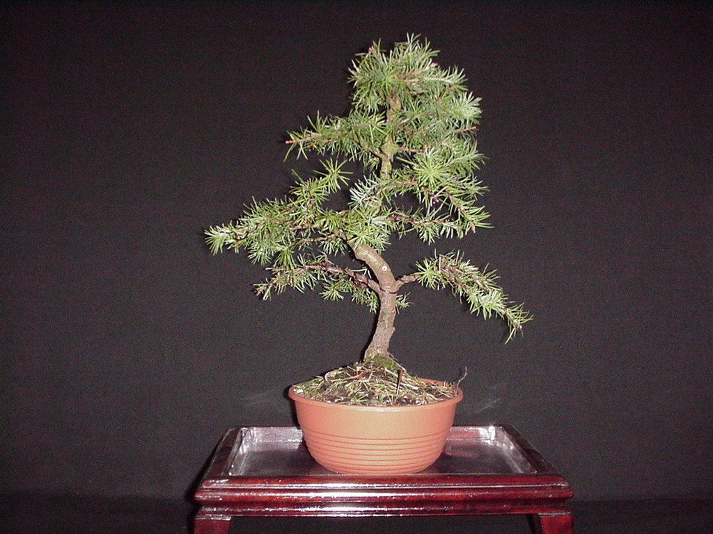 bonsaicursus larix Moyogi stijl